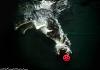     
: underwater-photos-of-dogs-seth-casteel-12.jpg
: 728
:	72.1 
ID:	51711